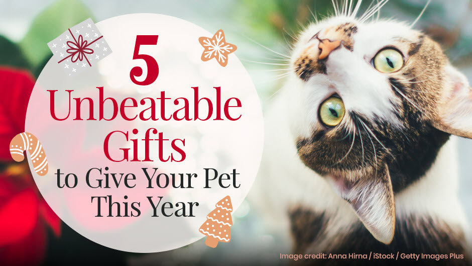 5 Unbeatable Gifts to Give Your Pet This Year