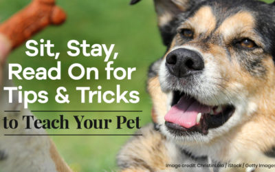 Sit, Stay, Read On for Tips and Tricks to Teach Your Pet