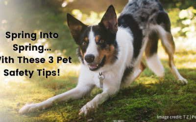 Spring into Spring with These 3 Pet Safety Tips