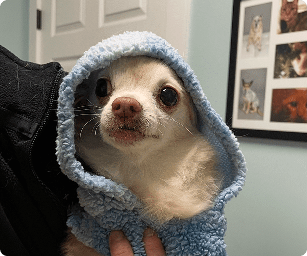 Helping Pets Stay Comfortable with Pain Management & Mobility Support