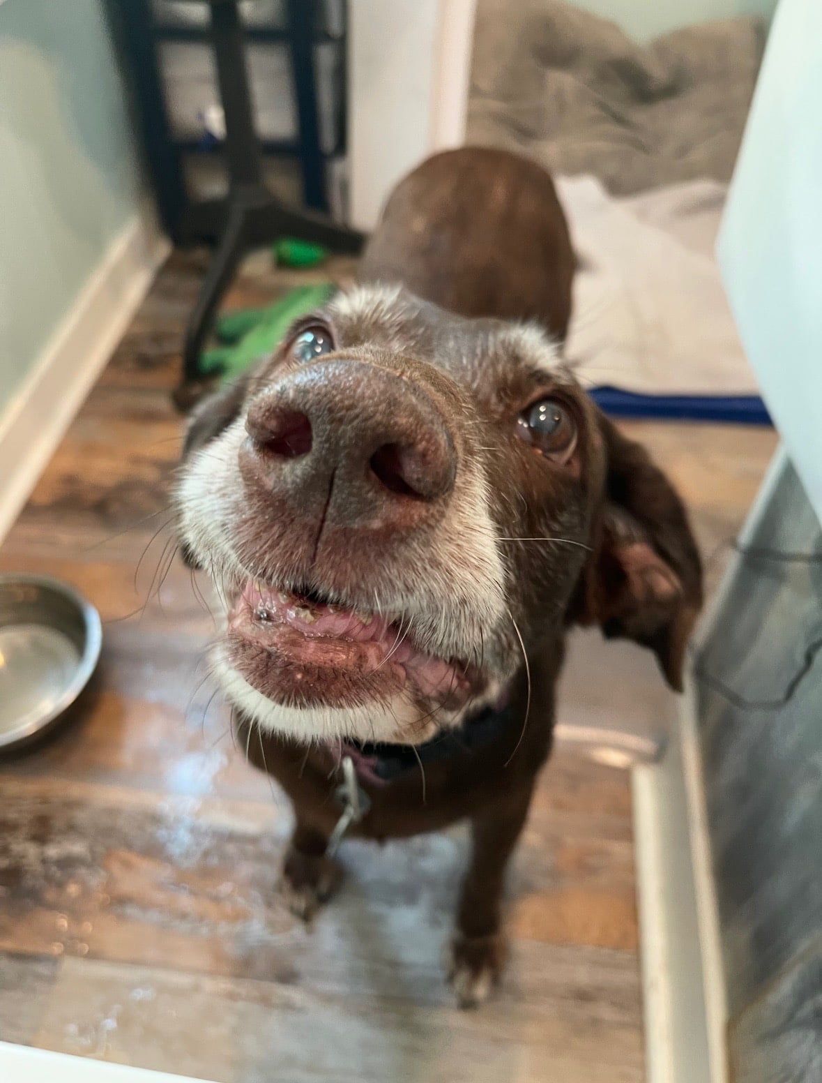 Why Families Choose Monroe Street Animal Hospital for Pet Boarding