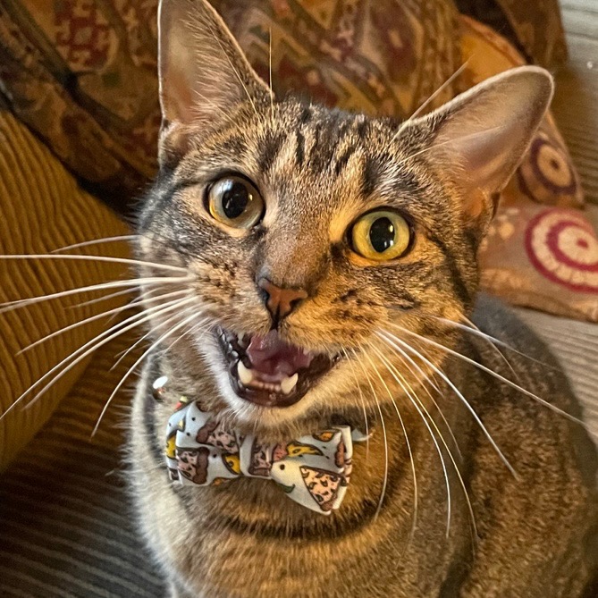 Healthy Teeth, Happy Pets: Veterinary Dentistry in Mandeville, LA