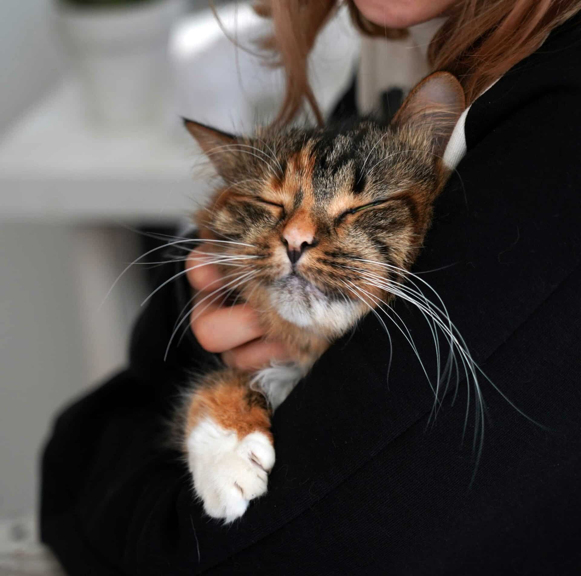 What To Do During a Pet Emergency