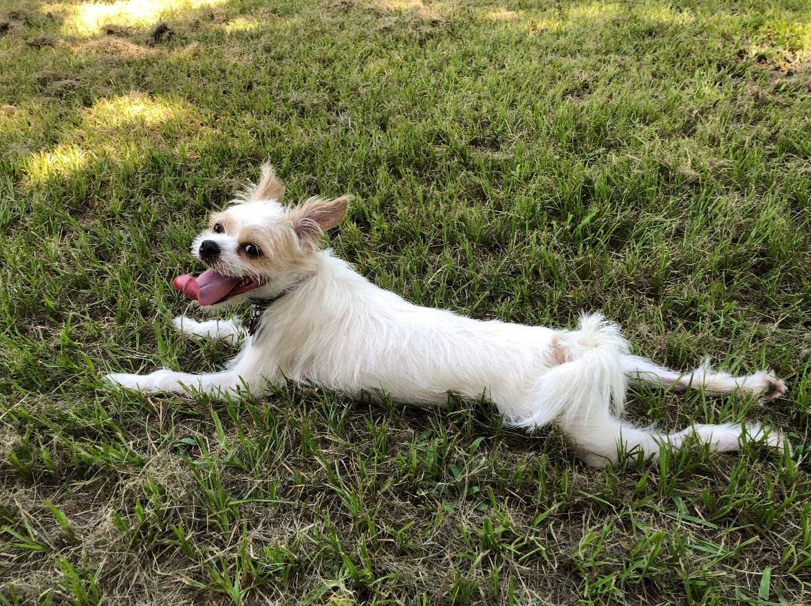 Pet Pet Boarding in Mandeville, LA | Monroe Street Animal Hospital